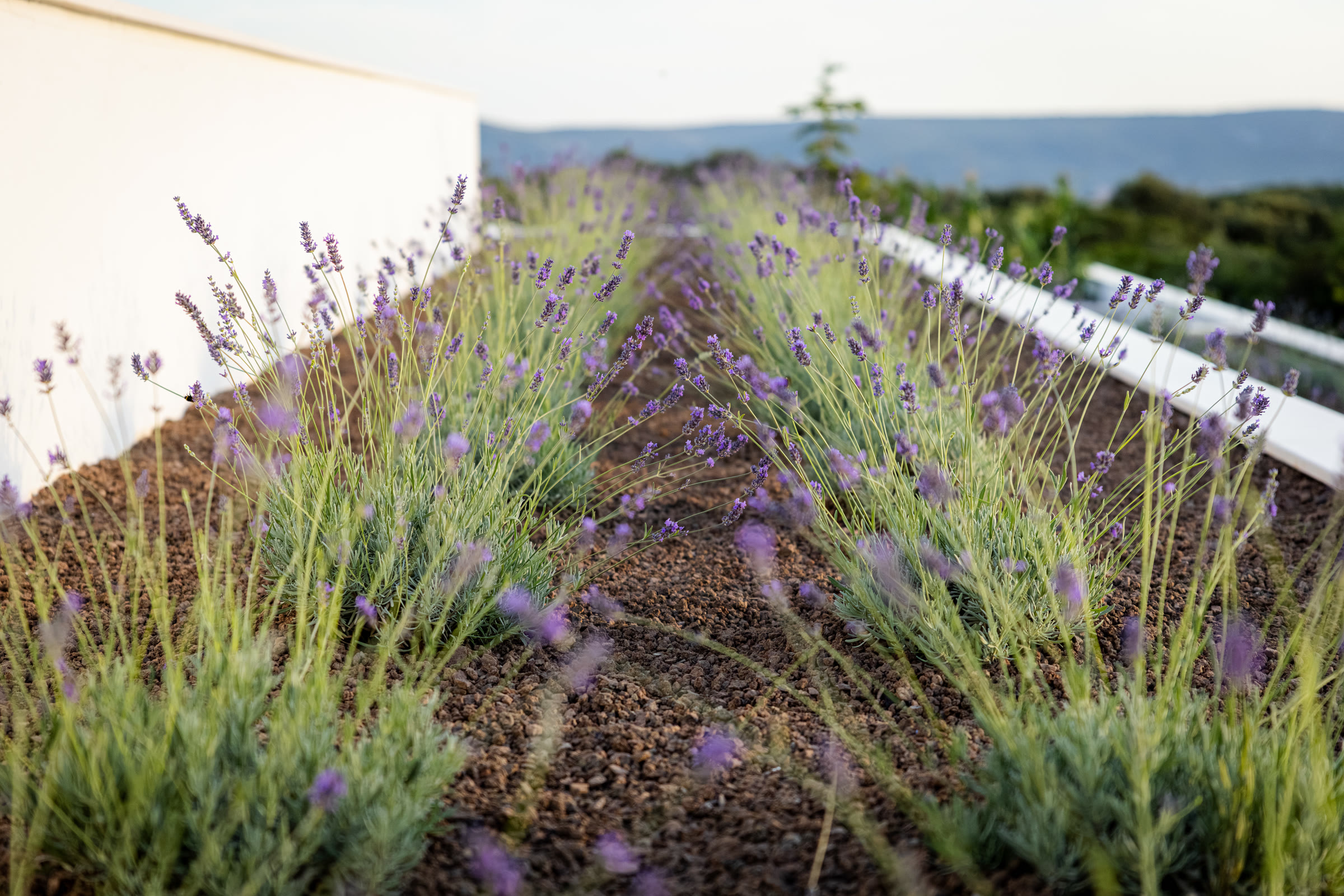 Young lavender rows against the villa's white wall