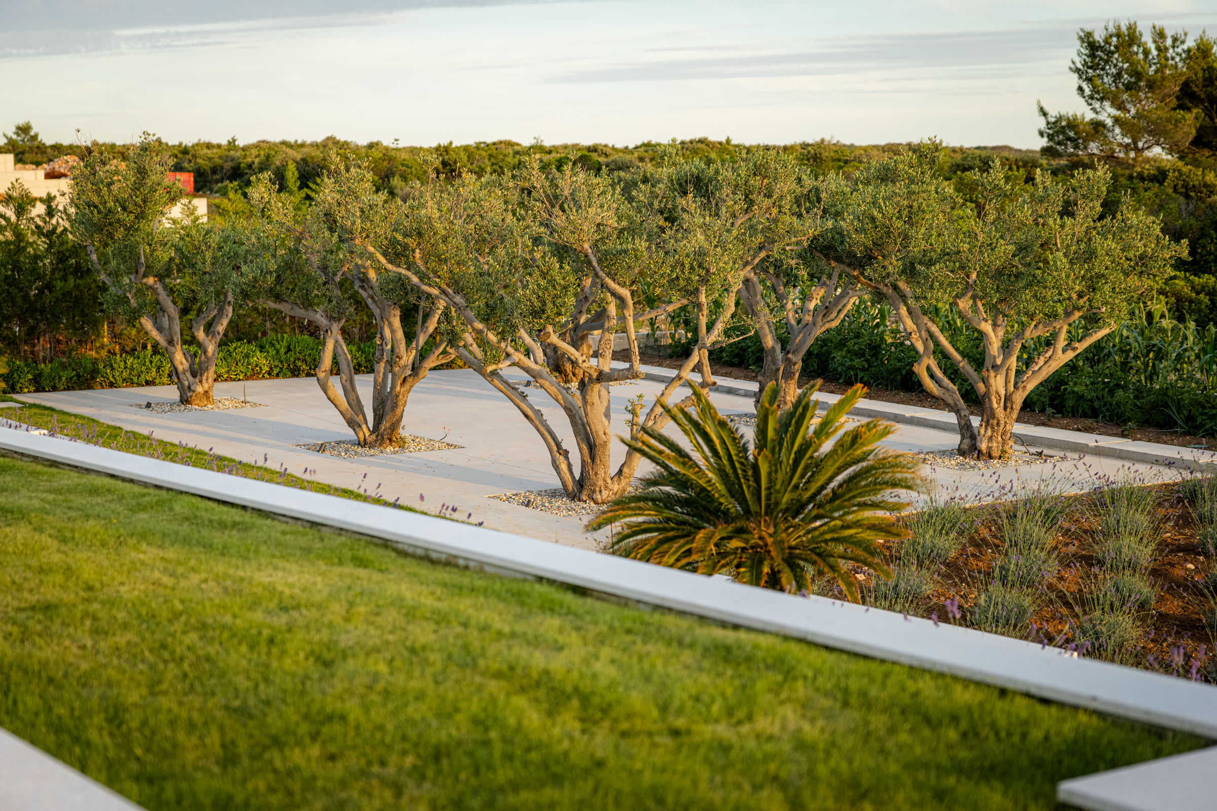 Mature olive trees on the terraced lawn